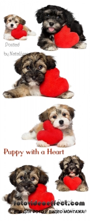        / Puppy with a heart - Stock photo