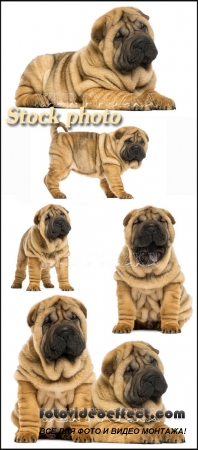 -,   / Shar pei, dog breed