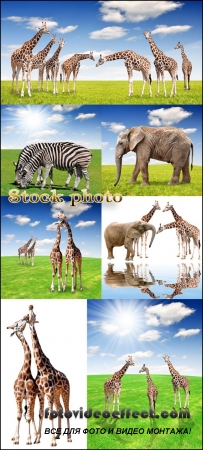     / Animals on nature background - raster clipart