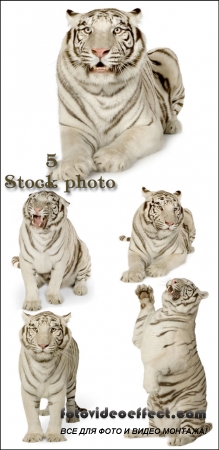   / White tiger