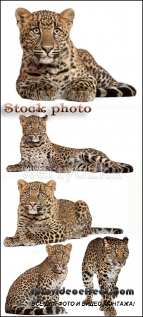 ,  / Leopards, predatory cats - Raster clipart