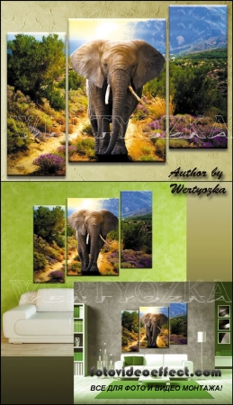      / Elephant - triptych in psd