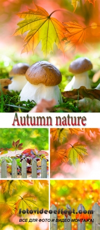 Stock Photo: Autumn nature