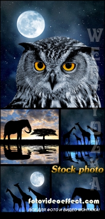 , ,      / Owl, elephant, giraffe against the night sky - raster clipart
