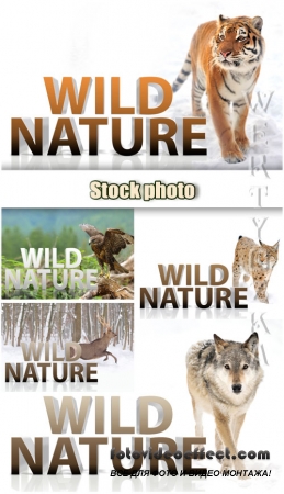  , , , , ,  / Wild nature, tiger, wolf, lynx, eagle, deer - Raster clipart