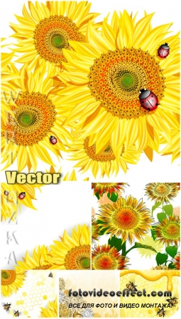 ,     / Sunflowers, bees and ladybugs - vector backgrounds