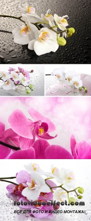 Stock Photo: Orchids with drops