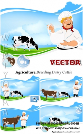 ,   / Breeding dairy cattle - vector clipart