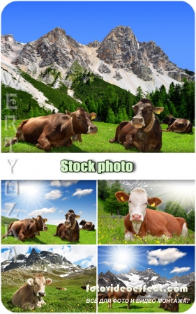  ,  /  Animal world, cows - Raster clipart