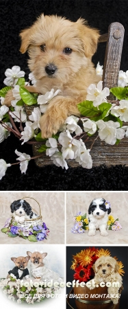 Stock Photo: Cavachon Puppy