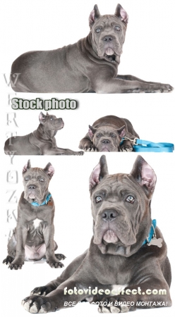  ,   / Cane Corso, dog breed - Raster clipart