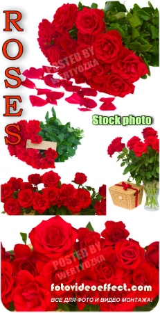 ,  ,  / Roses, bouquets of roses, flowers - Raster clipart