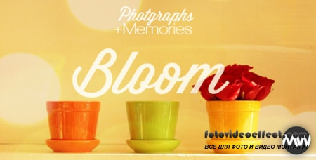 Photographs and Memories Bloom - Project for After Effects (Videohive)