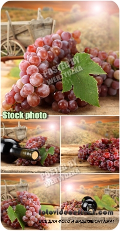        / Grapes - stock photos