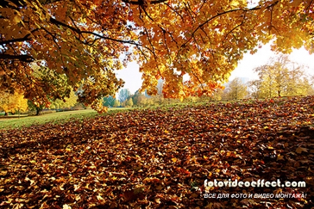 STOCK IMAGES -      / Beautiful girl in autumn park, 2