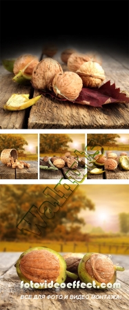  Stock Photo: Walnuts