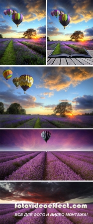 Stock Photo: Hot air balloons lavender landscape magic