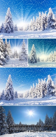 Stock Photo: Sunny winter forest
