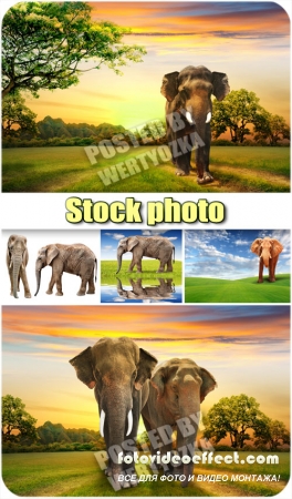     / Elephants and wonderful scenery - stock photos