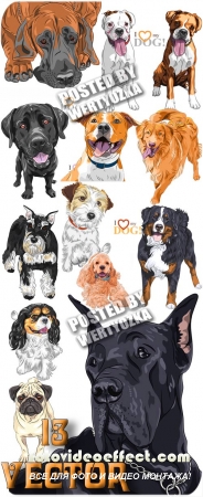   / Pedigree dogs - vector stock