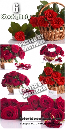 ,        / Roses - stock photos