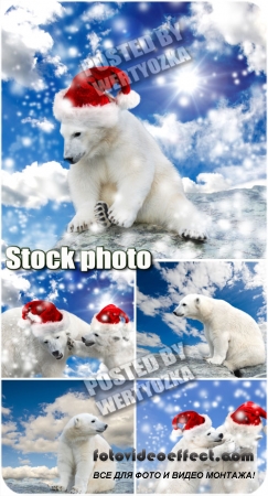      / Polar bear in santa hat - stock photos