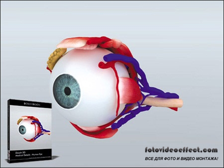 Dosch Design  3D Medical Details  Human Eye