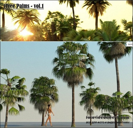 R&D Group  iTrees Palms vol.1