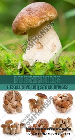  ,  | Mushrooms delicious -  