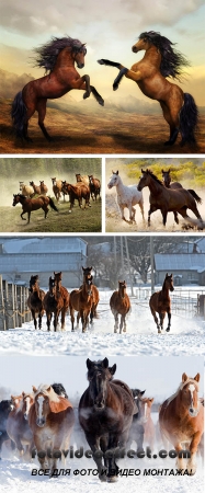 Stock Photo: Running Horses