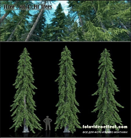 R&D Group  iTrees vol.4 Fir Trees