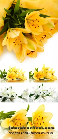 Stock Photo: Beautiful orange and white lilies, isolated on white