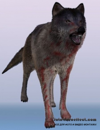 Daz3D Wolf by AM