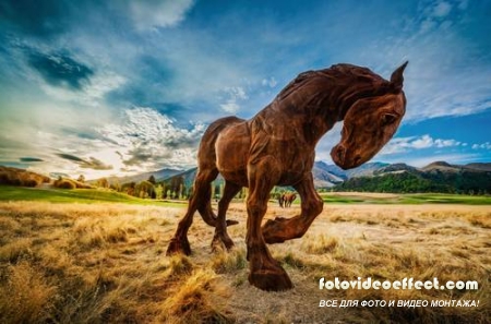 Horses /  -  (  )