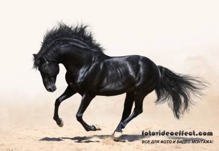 Horses /  -  (  )