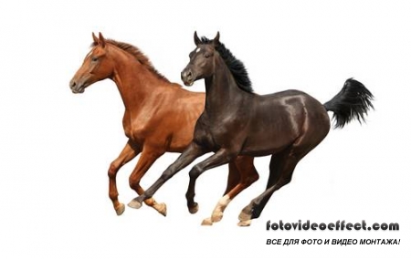 Horses /  -  (  )