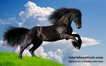 Horses /  -  (  )