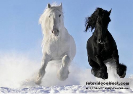 Horses /  -  (  )