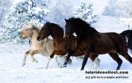 Horses /  -  (  )