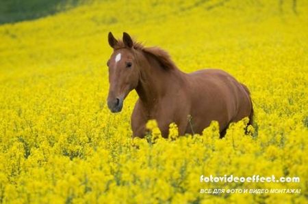 Horses /  -  (  )