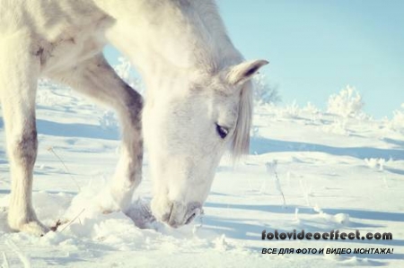 Horses /  -  (  )