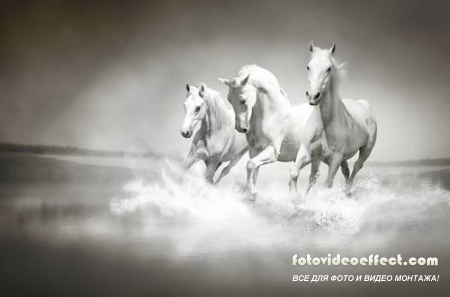 Horses /  -  (  )