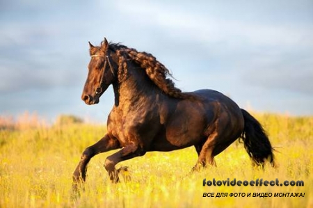 Horses /  -  (  )