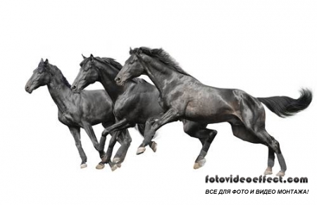 Horses /  -  (  )