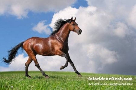 Horses /  -  (  )