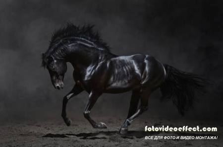 Horses /  -  (  )