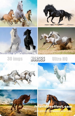 Horses /  -  (  )