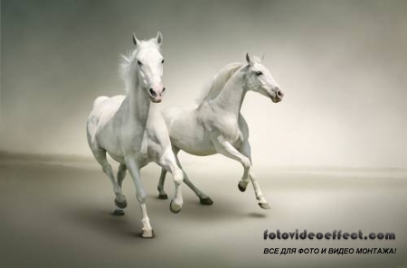 Horses /  -  (  )