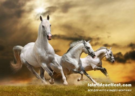 Horses /  -  (  )