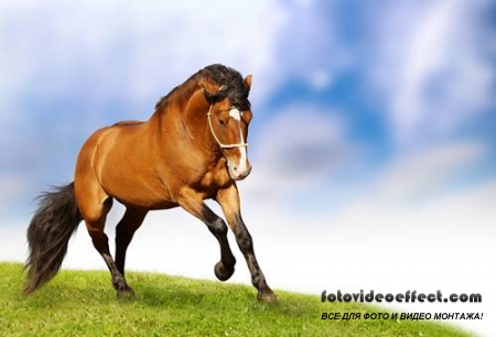 Horses /  -  (  )